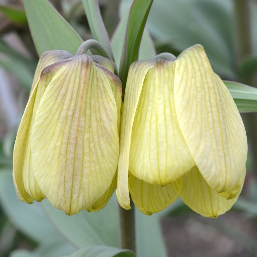 Fritillaria pallidiflora (Floração)