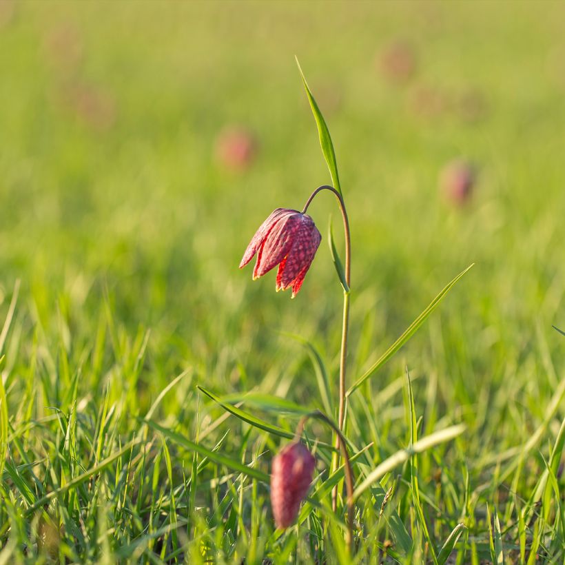 Fritillaria meleagris - Fritilária-xadrez (Hábito)