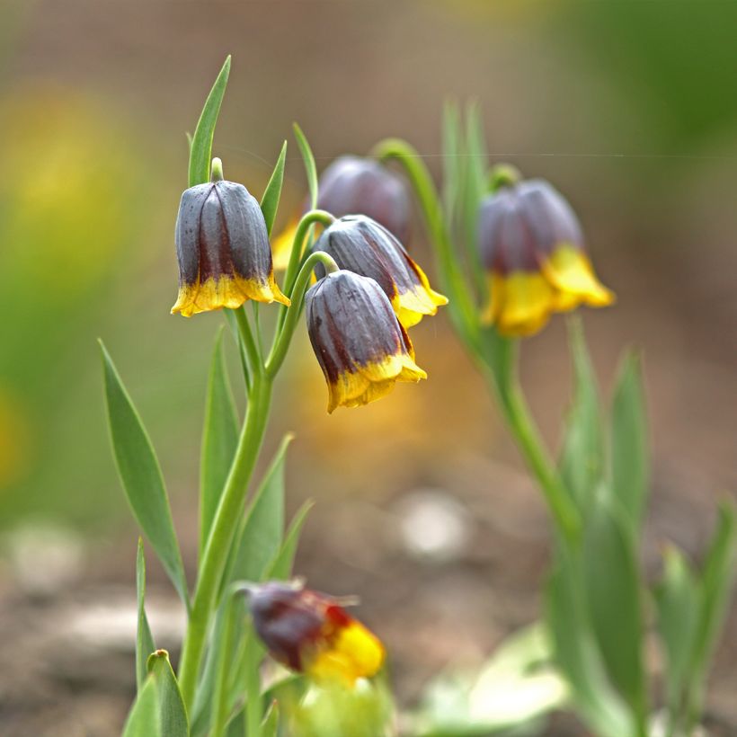 Fritillaria uva-vulpis (Hábito)
