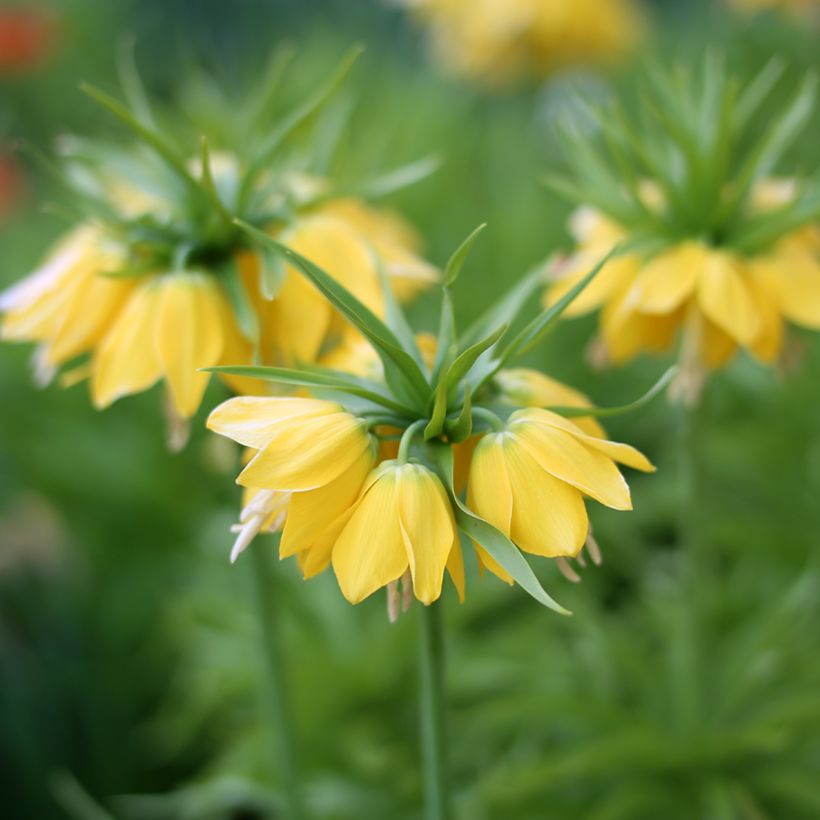 Fritillaria imperialis Lutea - Coroa-imperial (Floração)