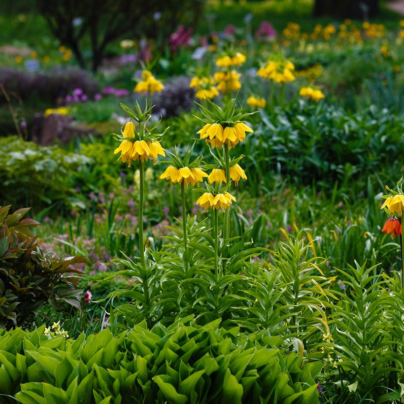 Fritillaria imperialis Lutea - Coroa-imperial (Hábito)