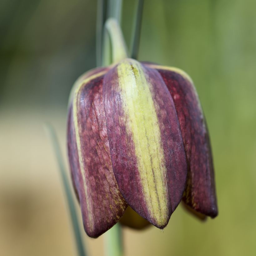 Fritillaria crassifolia subsp. crassifolia (Floração)