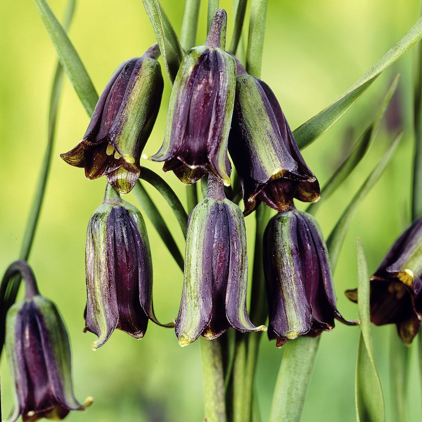 Fritillaria elwesii (Floração)