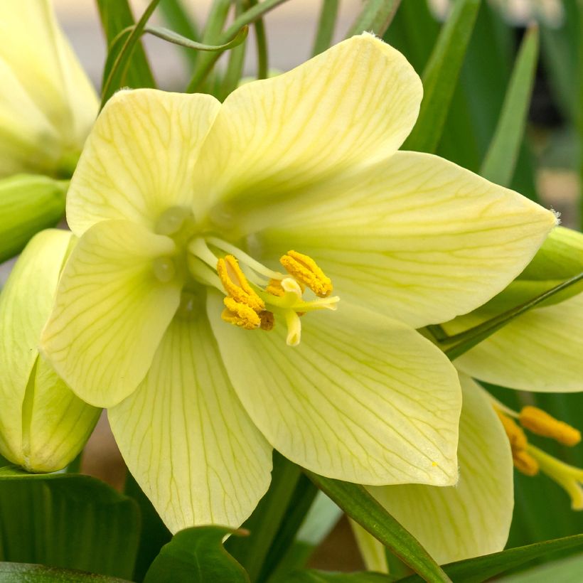 Fritillaria raddeana (Floração)