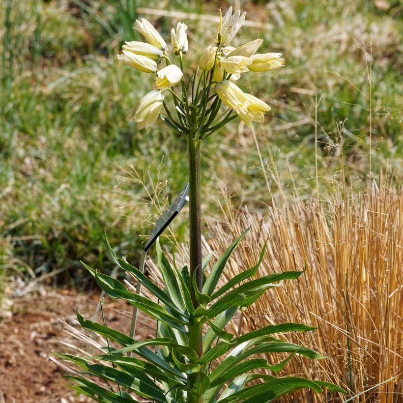 Fritillaria raddeana (Hábito)