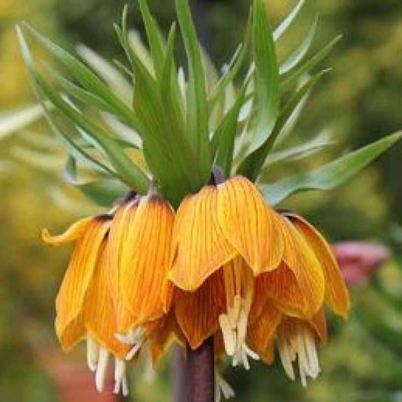Fritillaria imperialis Striped Beauty - Coroa-imperial (Floração)