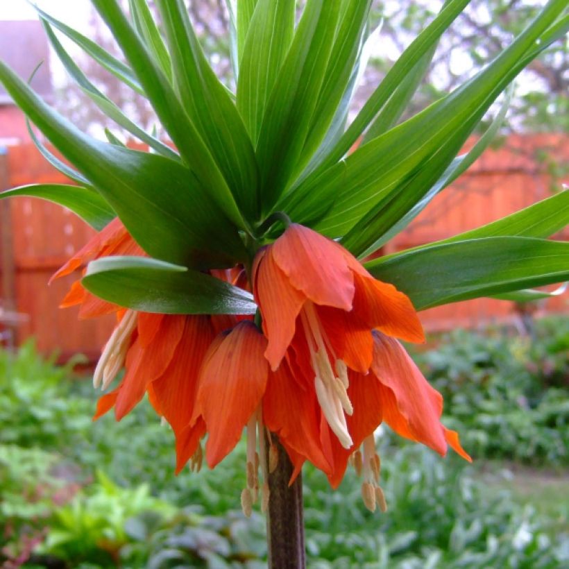 Fritillaria imperialis Rubra - Coroa-imperial (Floração)