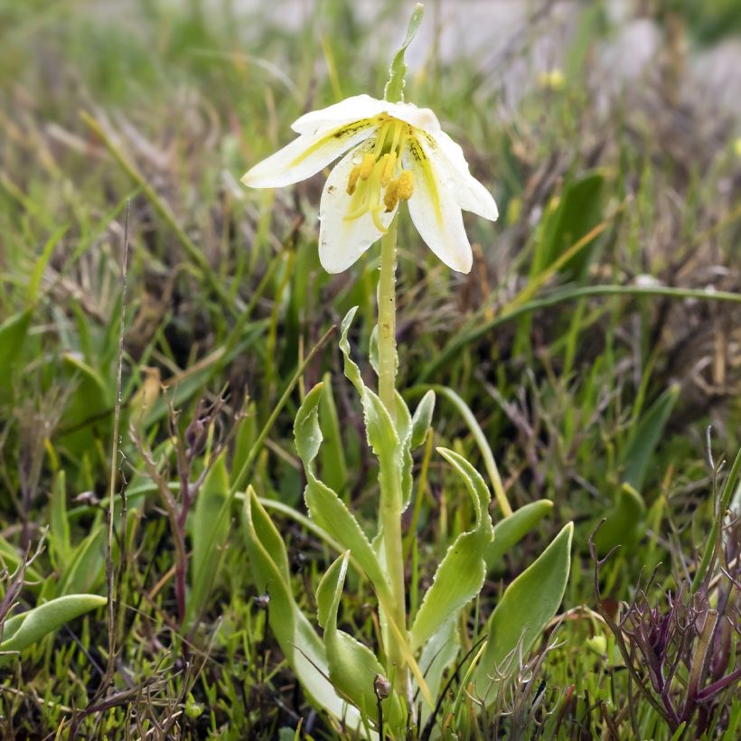 Fritillaria liliacea (Folhagem)