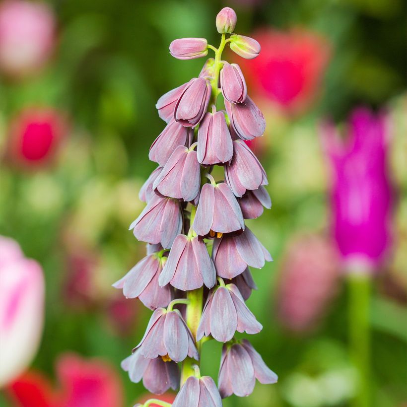 Fritillaria persica - Fritilária-persa (Floração)