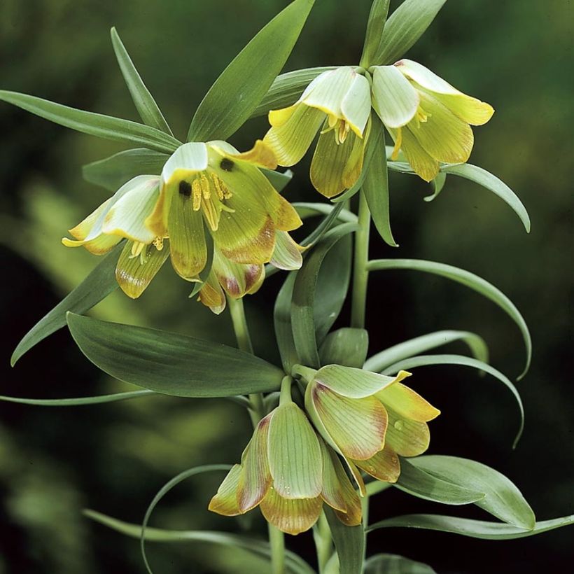 Fritillaria pontica (Floração)