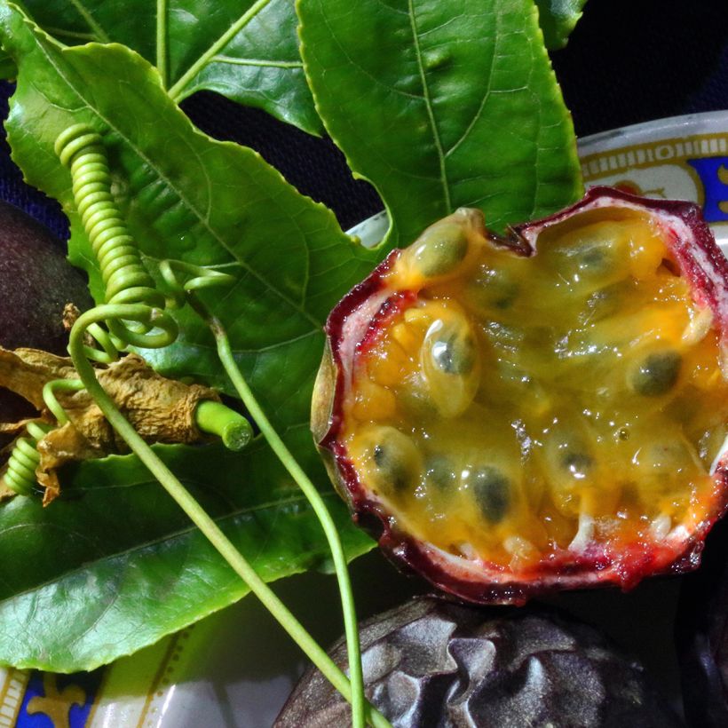 Maracujá - Passiflora edulis (Colheita)