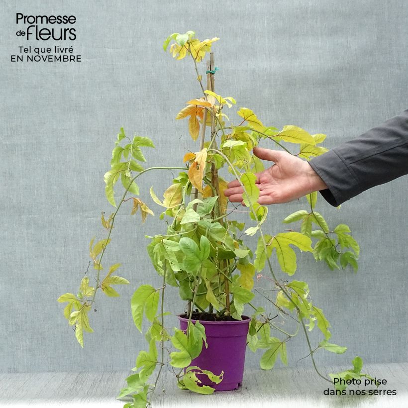 Amostra de Maracujá - Passiflora edulis Vaso de 1,5 L/2 L tal como entregue no outono