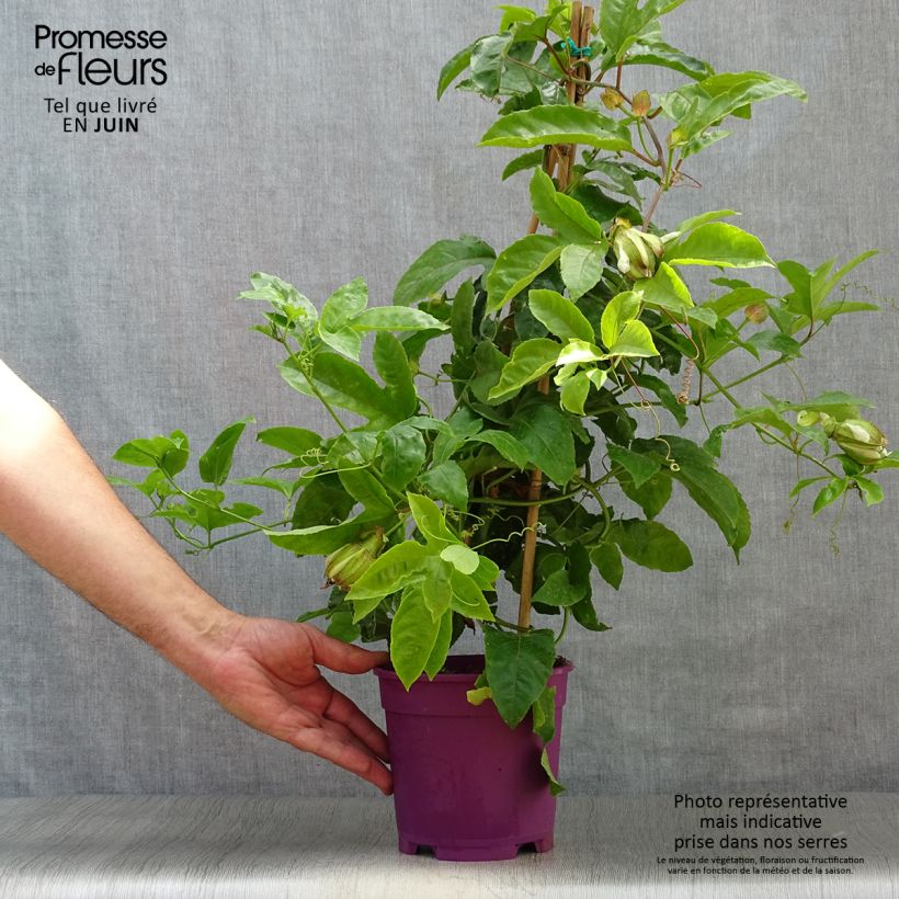 Amostra de Maracujá - Passiflora edulis Vaso de 1,5 L/2 L tal como entregue no verão