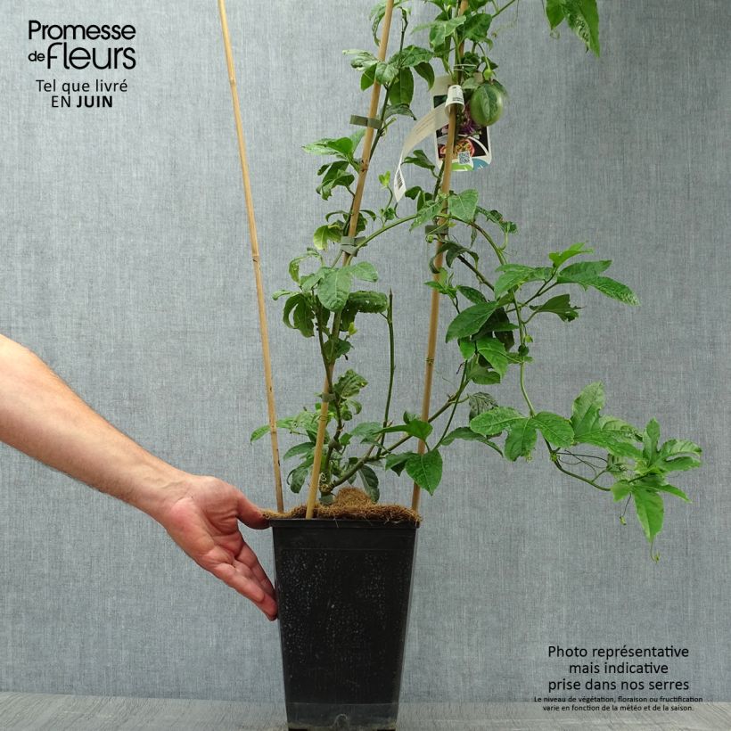Amostra de Maracujá - Passiflora edulis Vaso de 3 L/4 L tal como entregue no verão