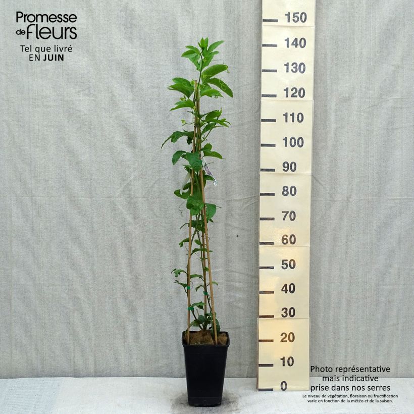 Amostra de Maracujá - Passiflora edulis Vaso de 3 L/4 L tal como entregue na primavera
