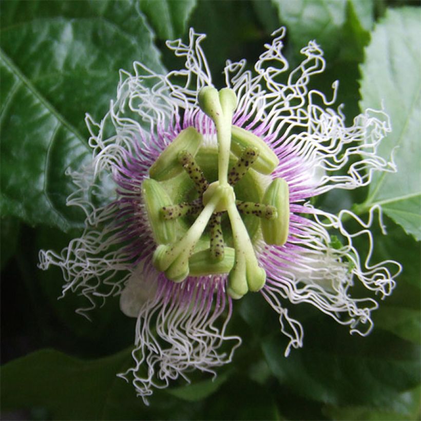 Maracujá - Passiflora edulis (Floração)