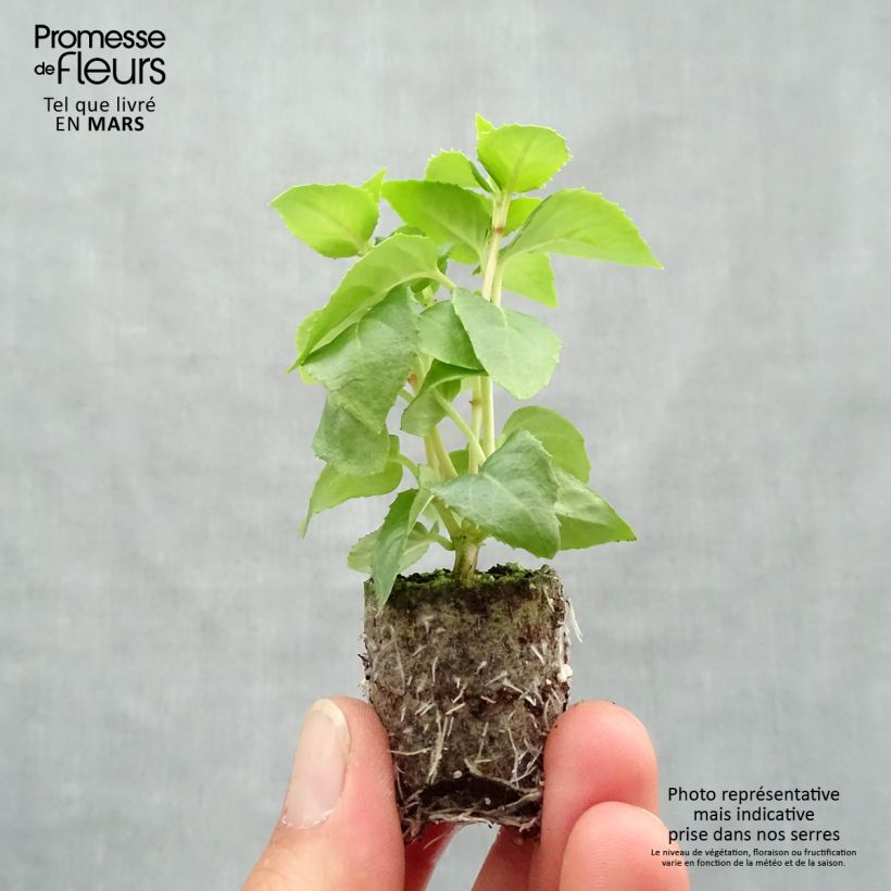 Amostra de Fuchsia Annabel (Annabelle) Mini-motte Ø 3/4 cm tal como entregue na primavera