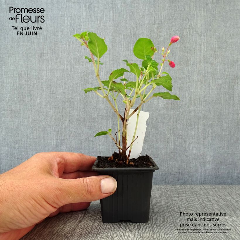 Amostra de Brinco-de-princesa Beacon Rosa Vaso de 8/9 cm tal como entregue no verão