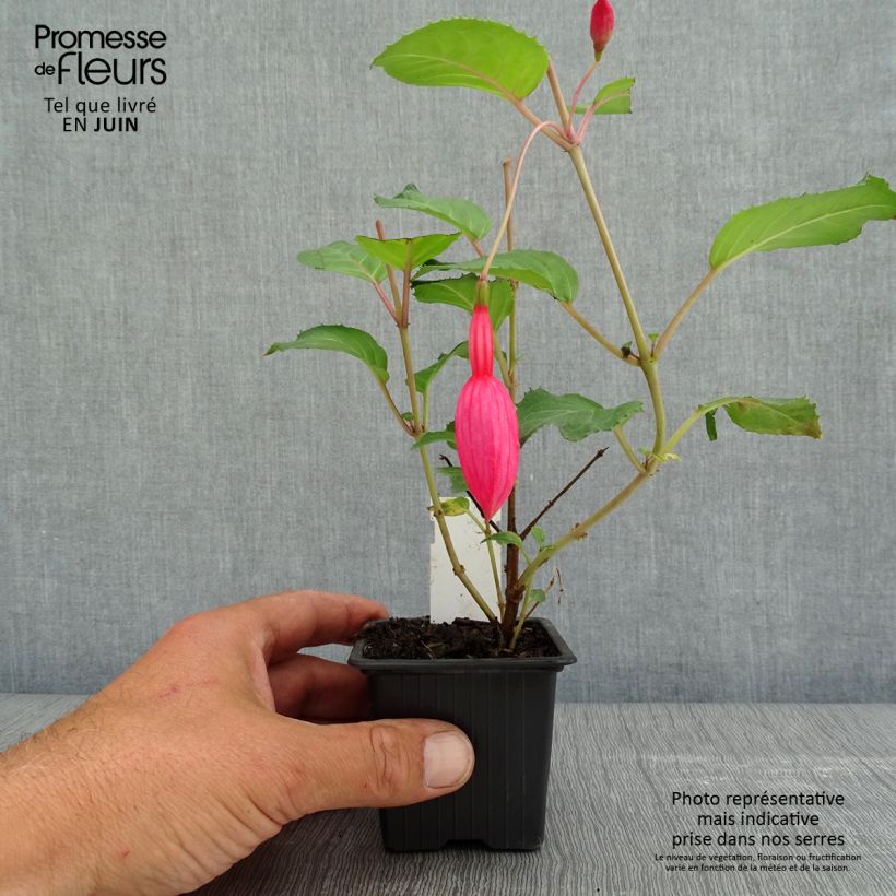Amostra de Fuchsia Beacon Rosa Vaso de 8/9 cm tal como entregue na primavera