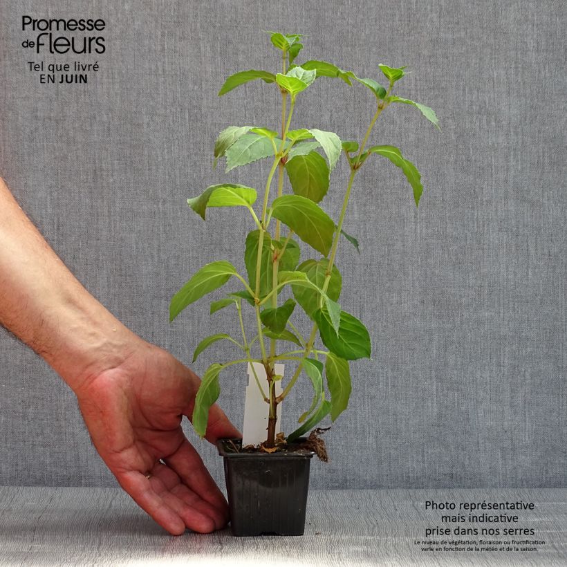 Amostra de Fuchsia Celia Smedley Vaso de 8/9 cm tal como entregue na primavera