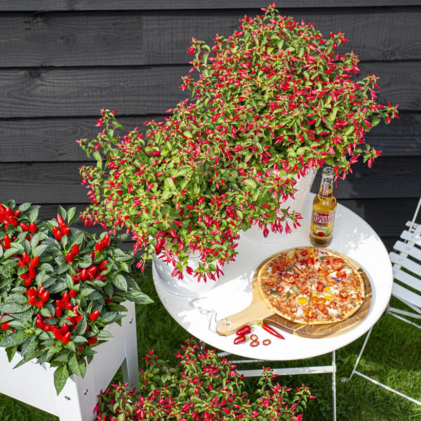 Brinco-de-princesa Chilli Red (Hábito)