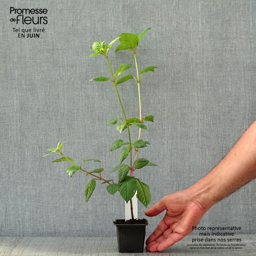 Amostra de Brinco-de-princesa First Success Vaso de 8/9 cm tal como entregue na primavera