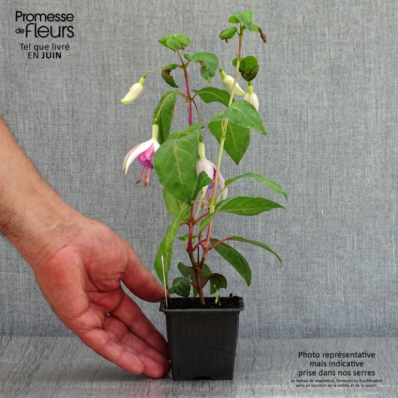 Amostra de Brinco-de-princesa Illusion Vaso de 8/9 cm tal como entregue no verão