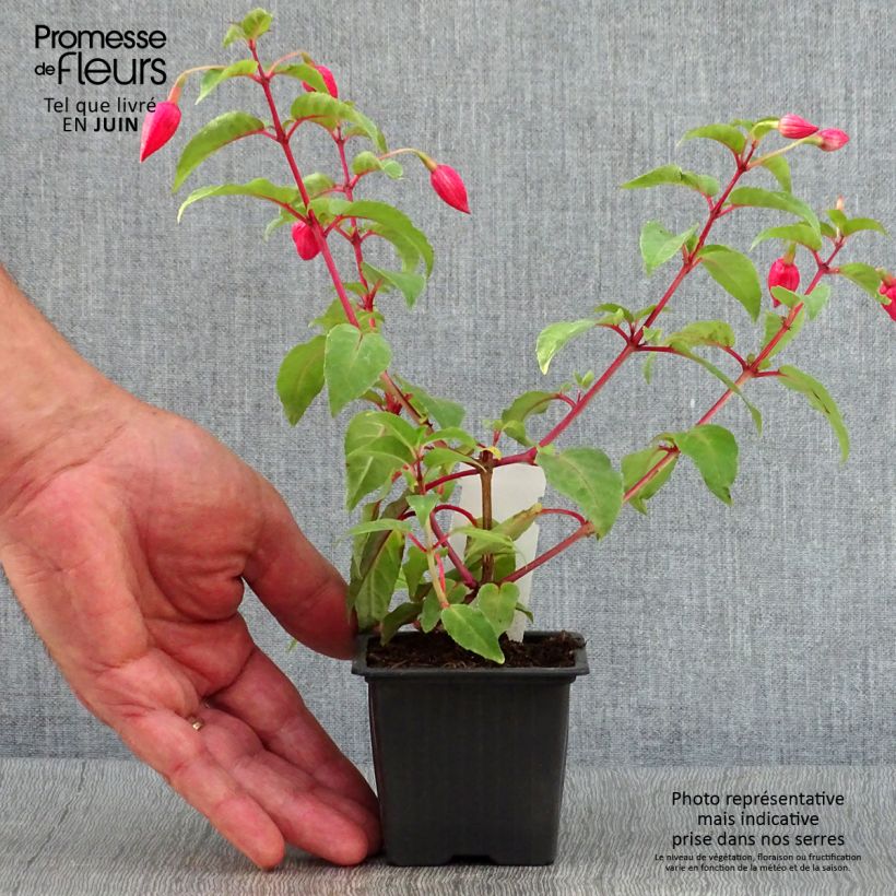 Amostra de Brinco-de-princesa R.A.F Vaso de 8/9 cm tal como entregue no verão