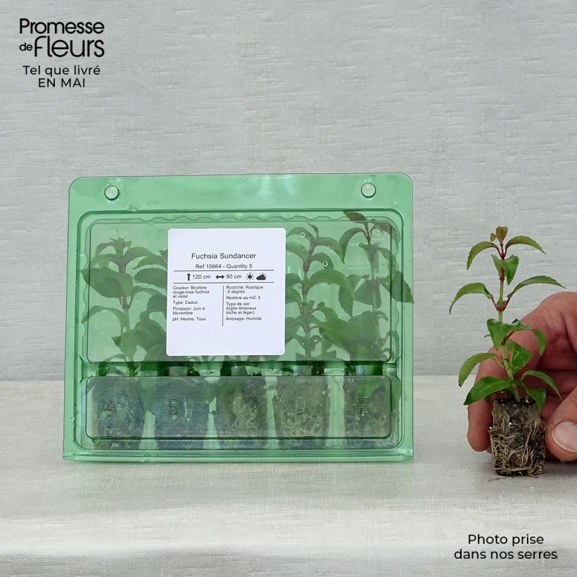 Amostra de Fuchsia Sundancer  Mini-motte Ø 1,5/2,5 cm tal como entregue na primavera