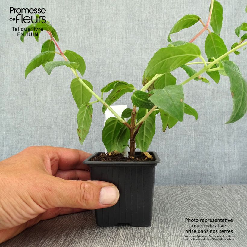 Amostra de Fúcsia Thalia Vaso de 8/9 cm tal como entregue no verão