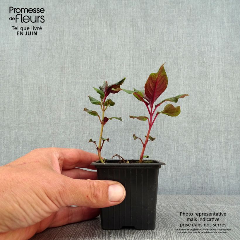 Amostra de Fúcsia Thalia Vaso de 8/9 cm tal como entregue na primavera