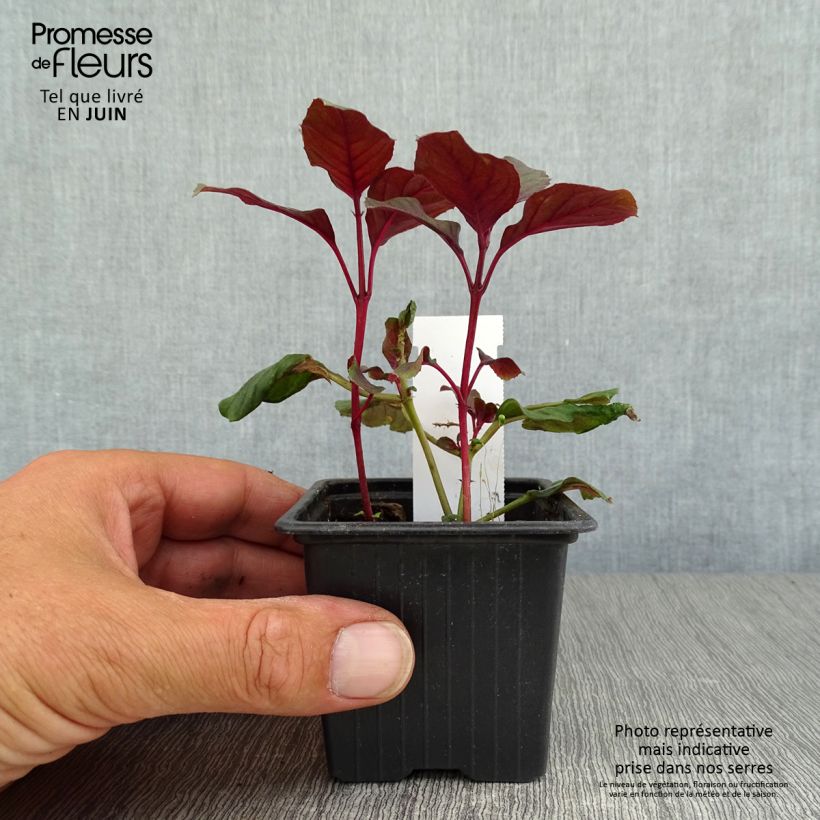 Amostra de Fuchsia Ting a Ling Vaso de 8/9 cm tal como entregue no verão