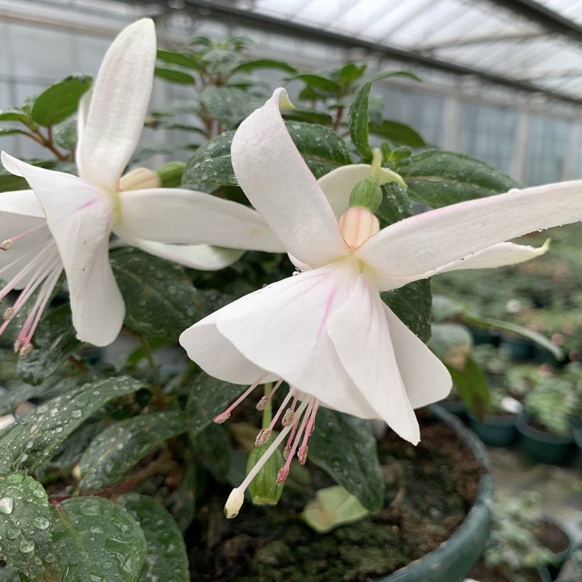 Brinco-de-princesa Ting a Ling (Floração)