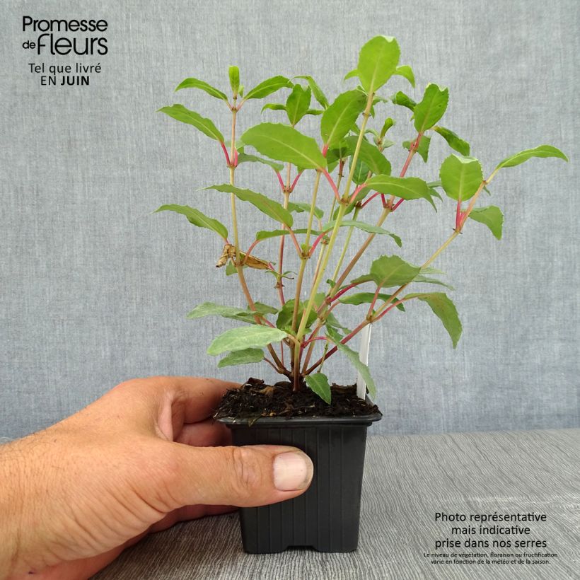 Amostra de Brinco-de-princesa Winston Churchill Vaso de 8/9 cm tal como entregue no verão