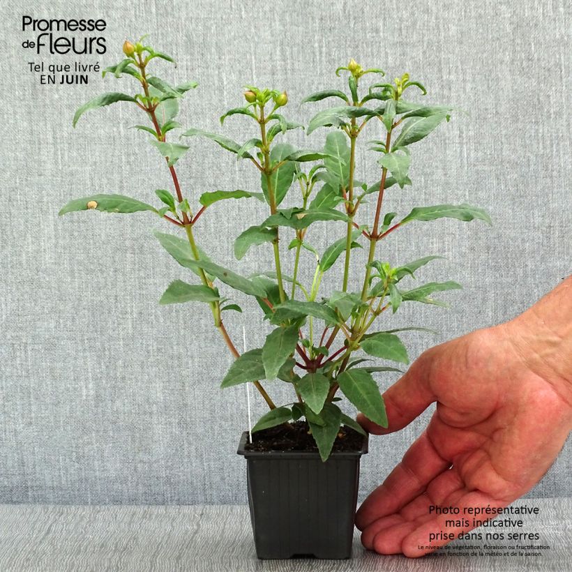 Amostra de Brinco-de-princesa Winston Churchill Vaso de 8/9 cm tal como entregue na primavera