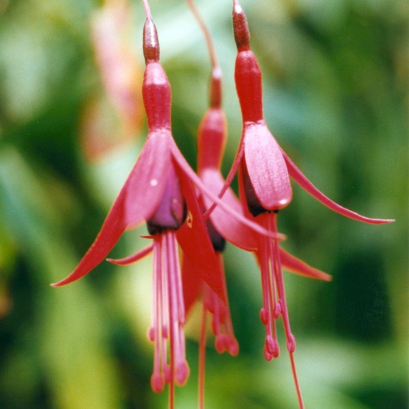 Fuchsia brevilobis (Floração)