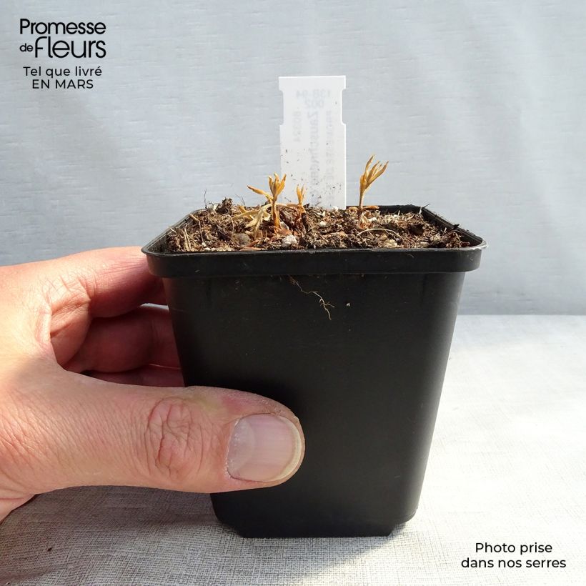 Amostra de Zauschneria californica Vaso de 8/9 cm tal como entregue na primavera