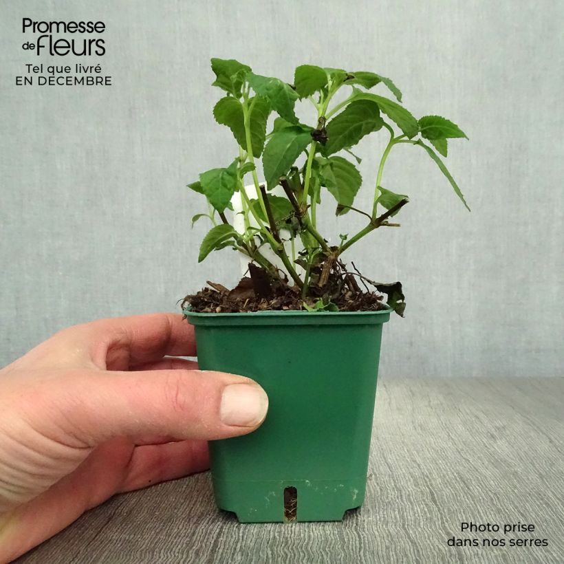 Amostra de Fuchsia du Cap - Phygelius Yellow Sovereign jaune Godet de 8/9 cm tal como entregue no inverno