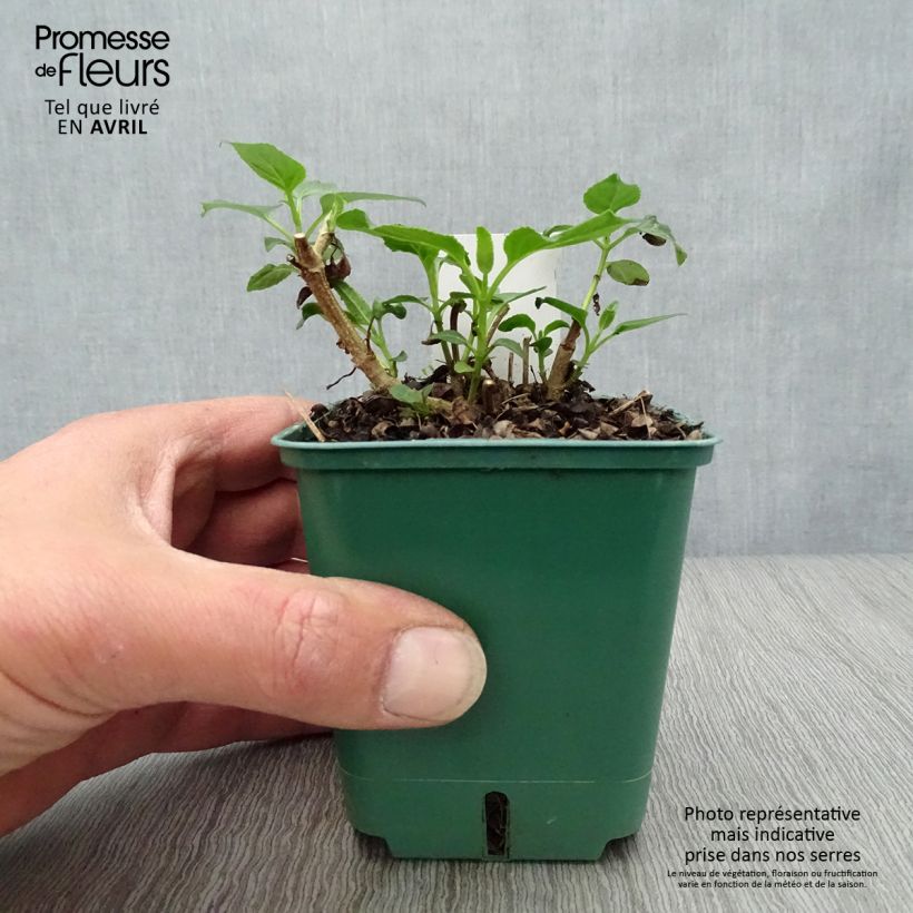 Amostra de Phygelius aequalis Yellow Sovereign Vaso de 8/9 cm tal como entregue na primavera