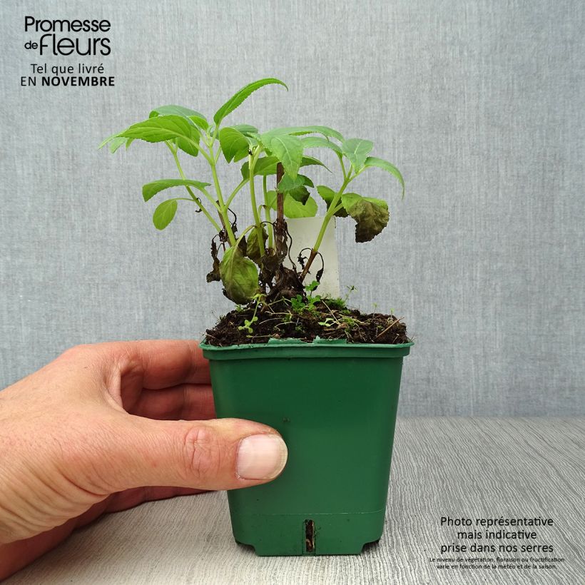 Amostra de Phygelius aequalis Yellow Sovereign Vaso de 8/9 cm tal como entregue no outono