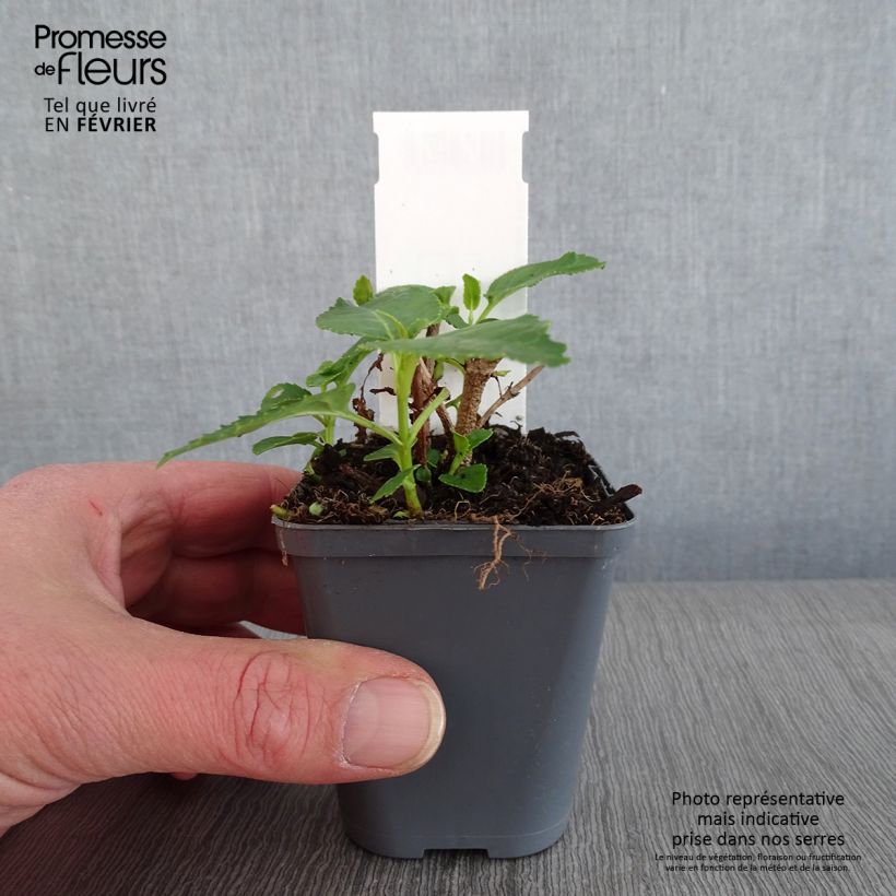 Amostra de Phygelius aequalis Yellow Trumpet Vaso de 8/9 cm tal como entregue no inverno