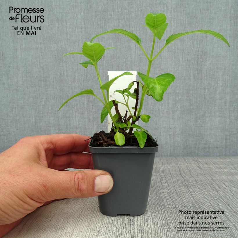 Amostra de Phygelius aequalis Yellow Trumpet Vaso de 8/9 cm tal como entregue na primavera