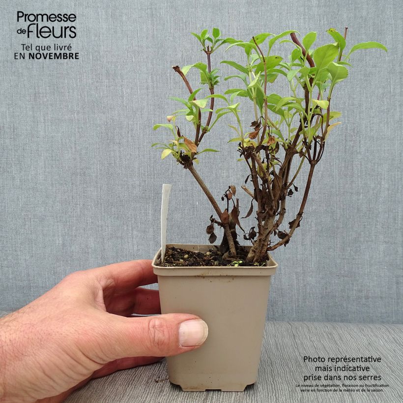 Amostra de Phygelius rectus African Queen Vaso de 8/9 cm tal como entregue no outono