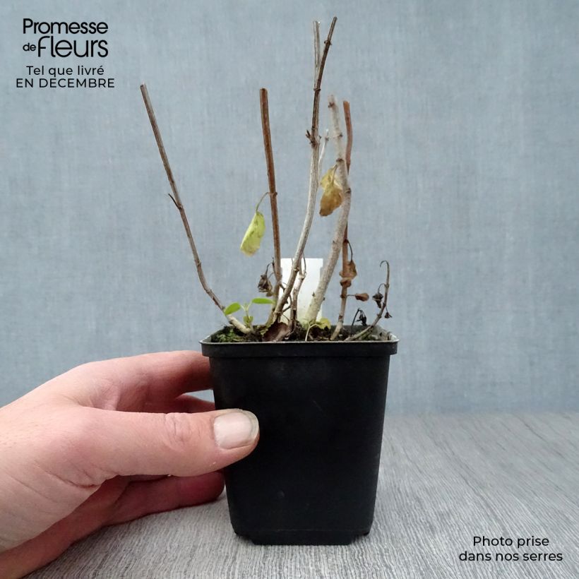 Amostra de Fuchsia du Cap - Phygelius rectus African Queen Vaso de 8/9 cm tal como entregue no inverno