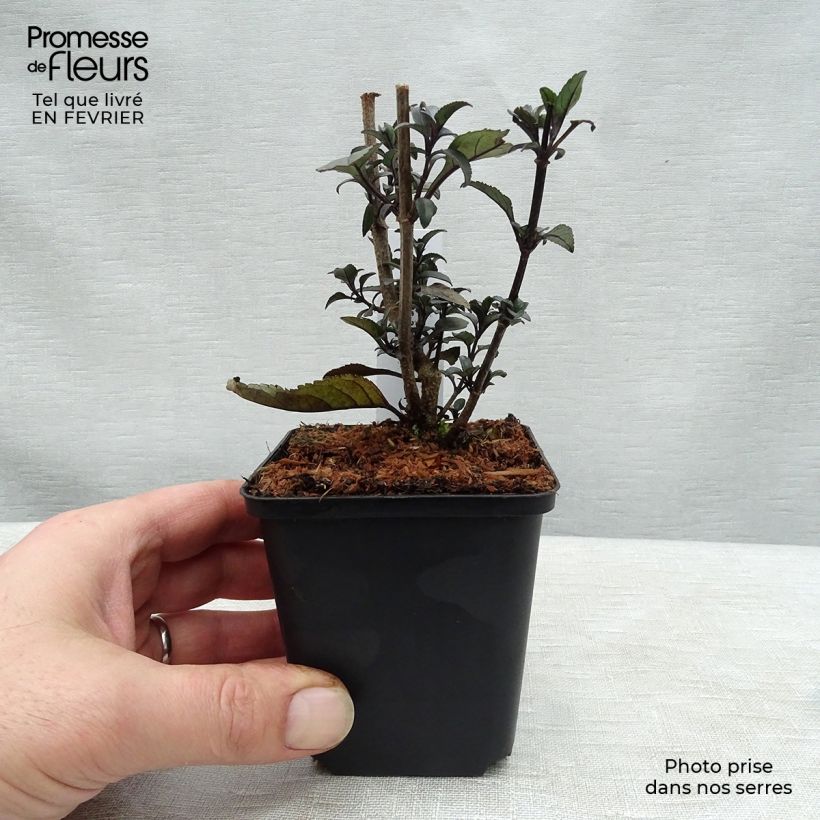Amostra de Fuchsia du Cap - Phygelius rectus Blacher (Cherry Ripe) Vaso de 8/9 cm tal como entregue no inverno