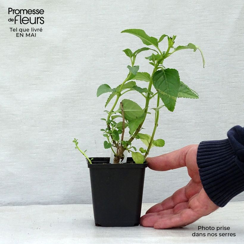 Amostra de Phygelius rectus Moonraker Vaso de 8/9 cm tal como entregue na primavera