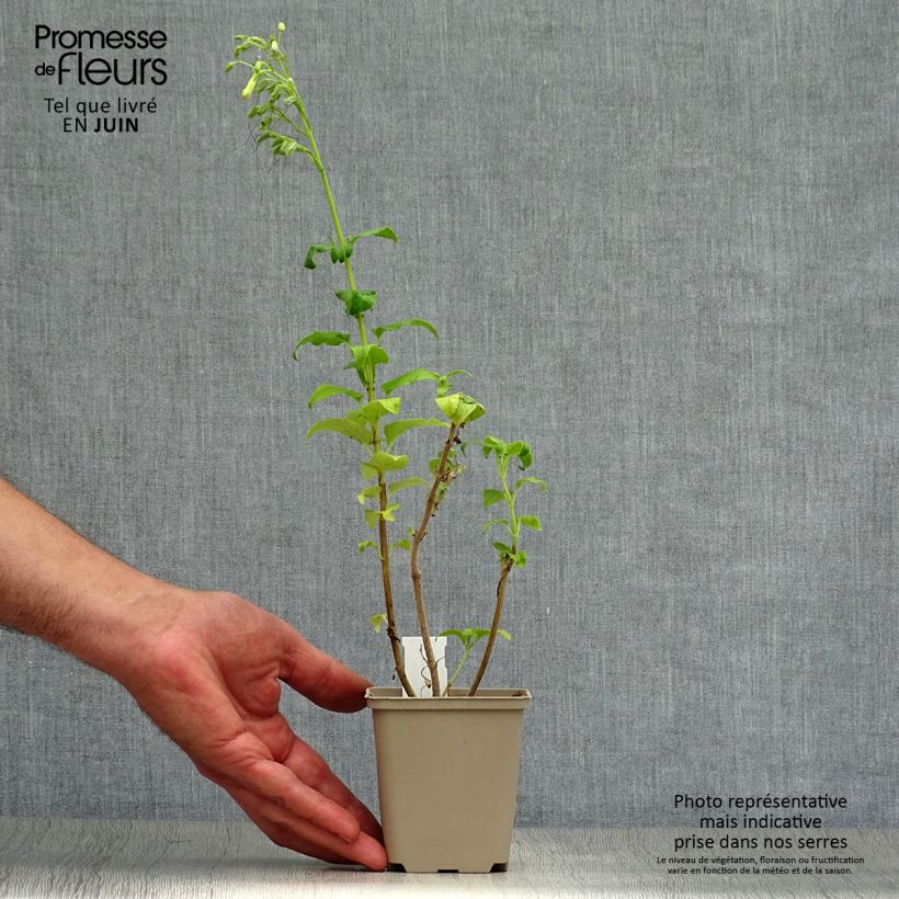 Amostra de Phygelius rectus Moonraker Vaso de 8/9 cm tal como entregue no verão