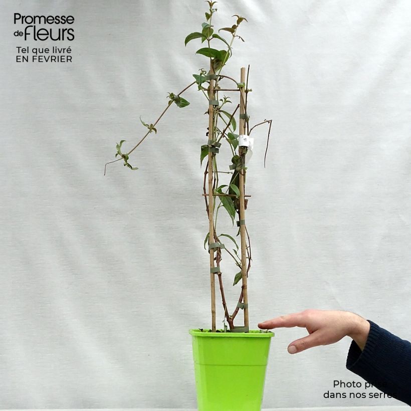 Amostra de Fuchsia grimpant - Fuchsia Lady Boothby Vaso de 3 L/4 L tal como entregue no inverno