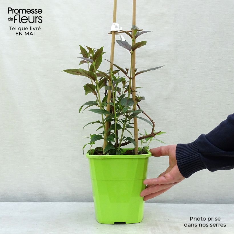 Amostra de Fúcsia Lady Boothby Vaso de 3 L/4 L tal como entregue na primavera