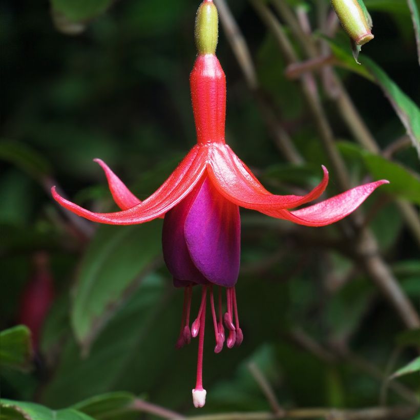 Fuchsia magellanica (Floração)